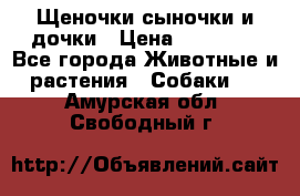 Щеночки-сыночки и дочки › Цена ­ 30 000 - Все города Животные и растения » Собаки   . Амурская обл.,Свободный г.